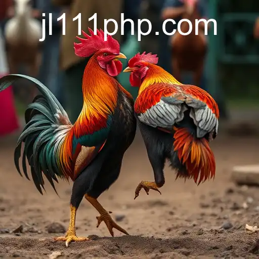 The Complex World of Cockfighting: Tradition, Controversy, and Evolution - JL111.COM